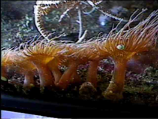 aiptasia anemone