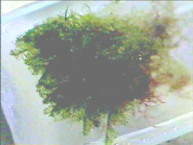 Bryopsis algae