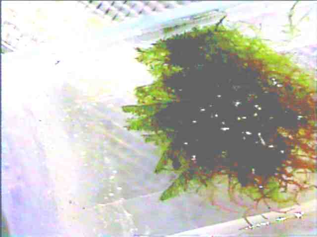 Bryopsis algae