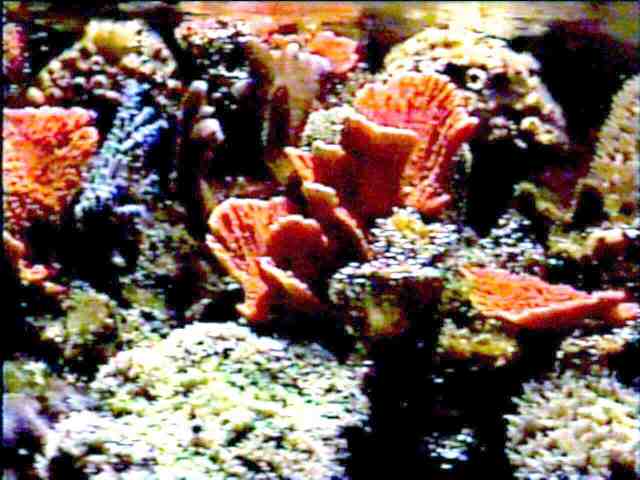 Reef Aquarium Overflow