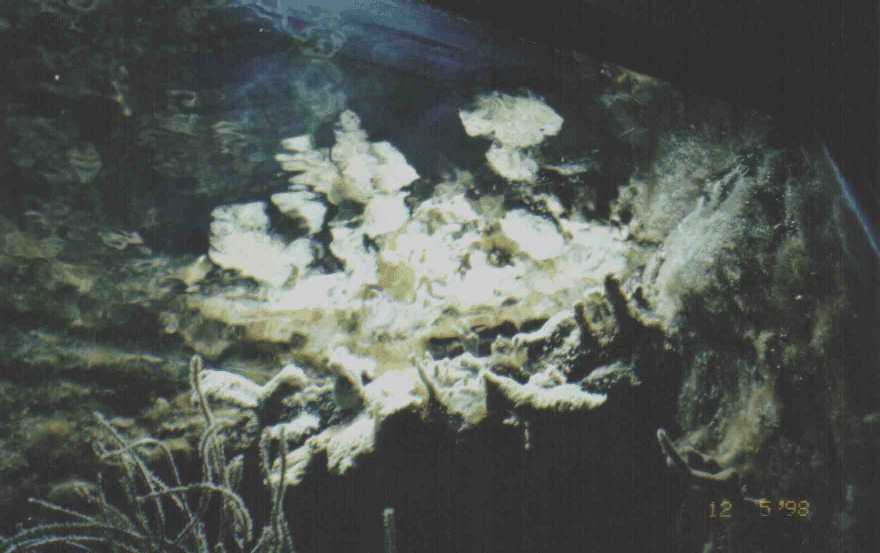 Reef Aquarium Overflow
