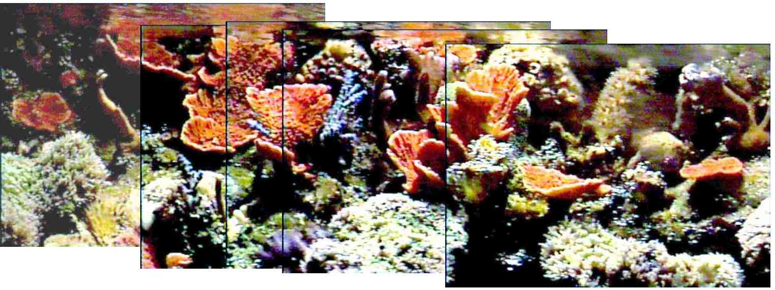 Reef Aquarium Overflow Panorama