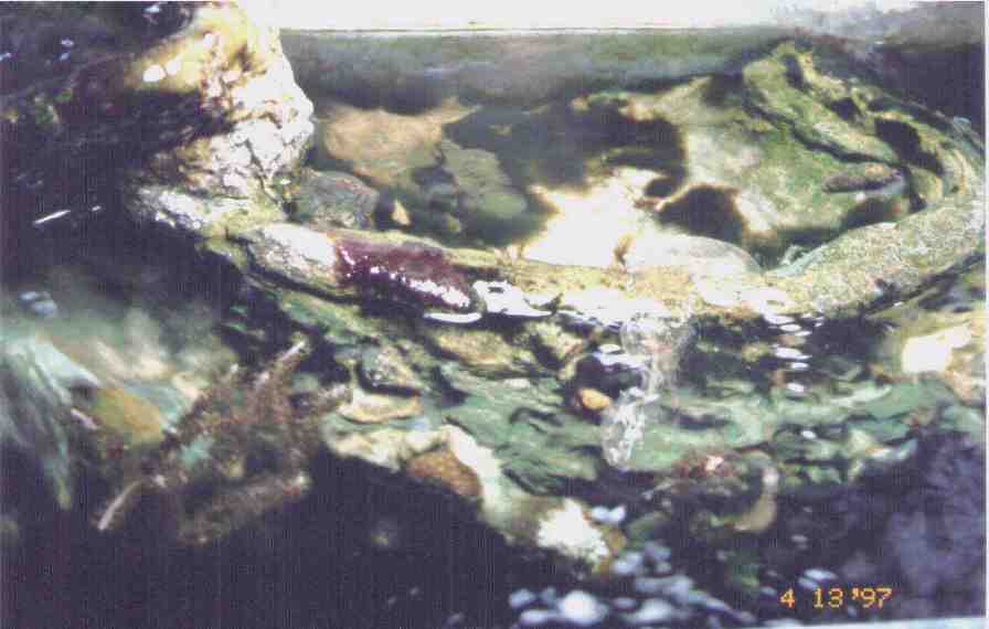 Reef Aquarium Overflow Tide Pool